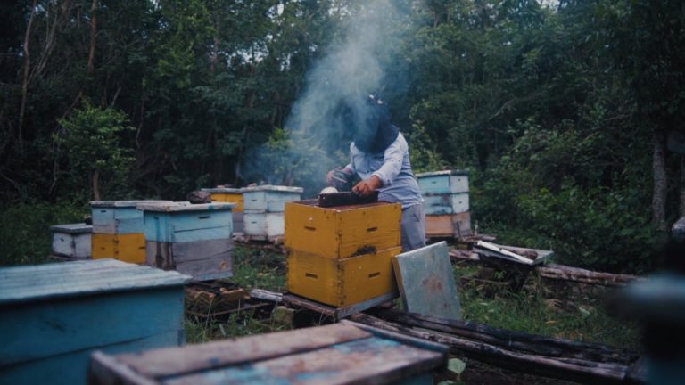 Melipona, the Honey that Heals